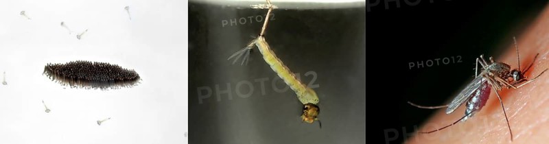 Northern house mosquito (Culex pipiens)