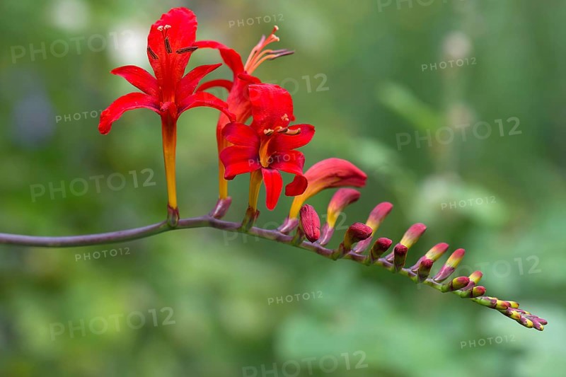 Montbretia (Crocosmia x crocosmiiflora)