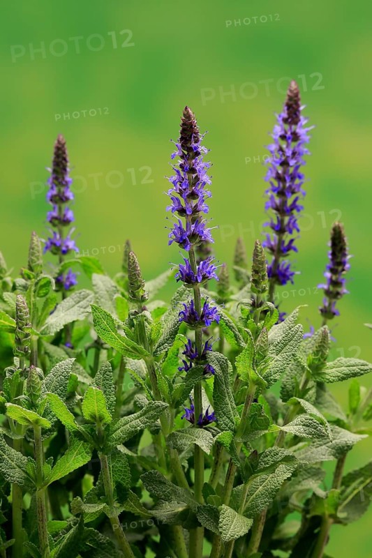 Woodland sage (Salvia nemorosa)