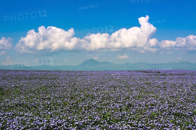 Flax (Linum usitatissimum) field in flower