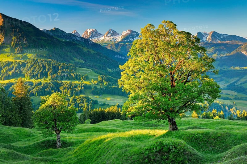 Sycamore maple in front of snow-covered Churfirsten at sunrise in mountain spring near Ennetbuehl in Toggenburg