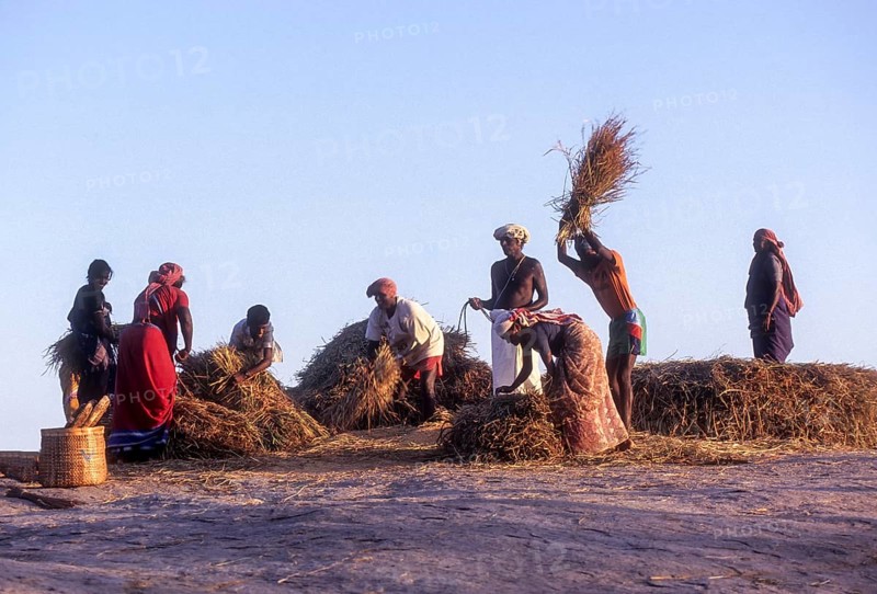 Rice