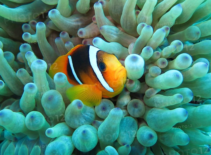 Sea anemone (Actiniaria)