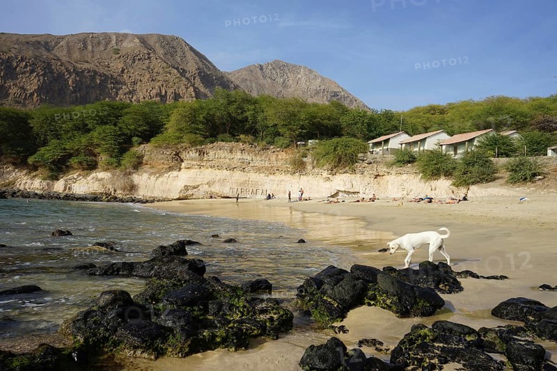 White dog