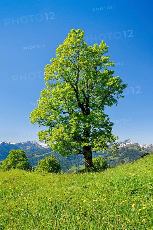 Freestanding sycamore in mountain spring
