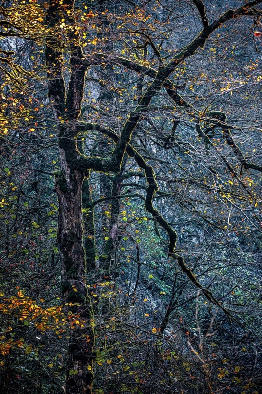 Autumn in Guam gorge