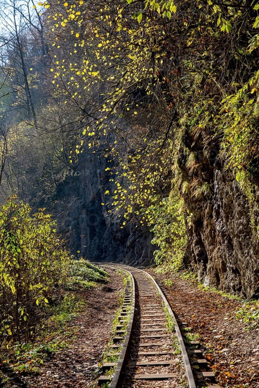 Railroad in a forest