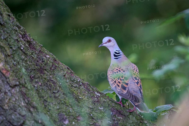 Turtle dove (Streptopelia turtur)