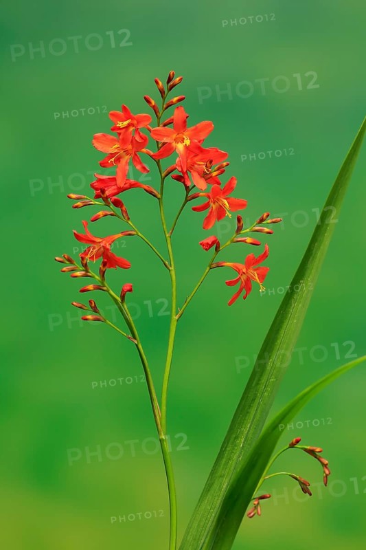 Montbretia (Crocosmia x crocosmiiflora)