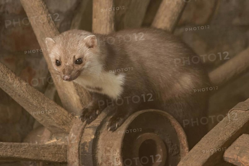Beech marten (Martes foina)