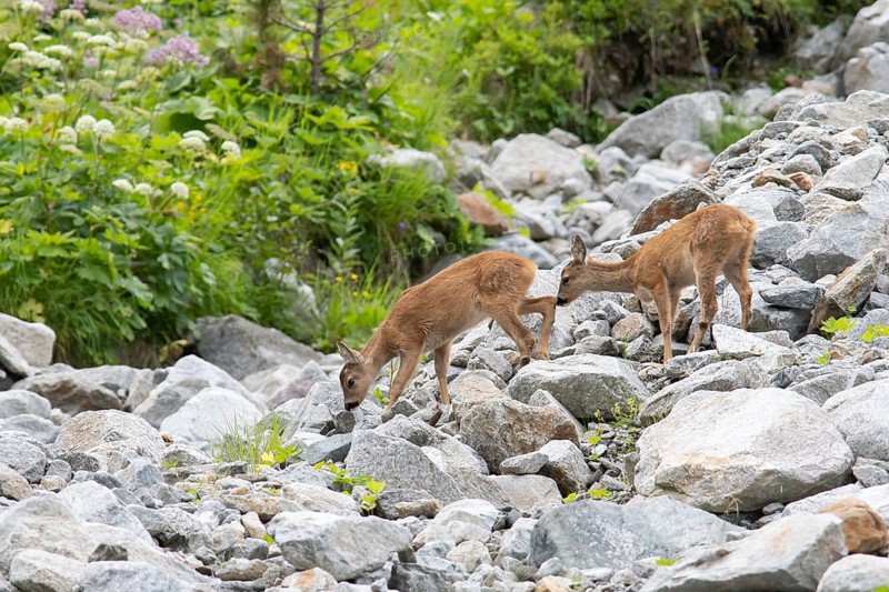 Fawns (Capreolus capreolus) crossing scree field on mountain slope