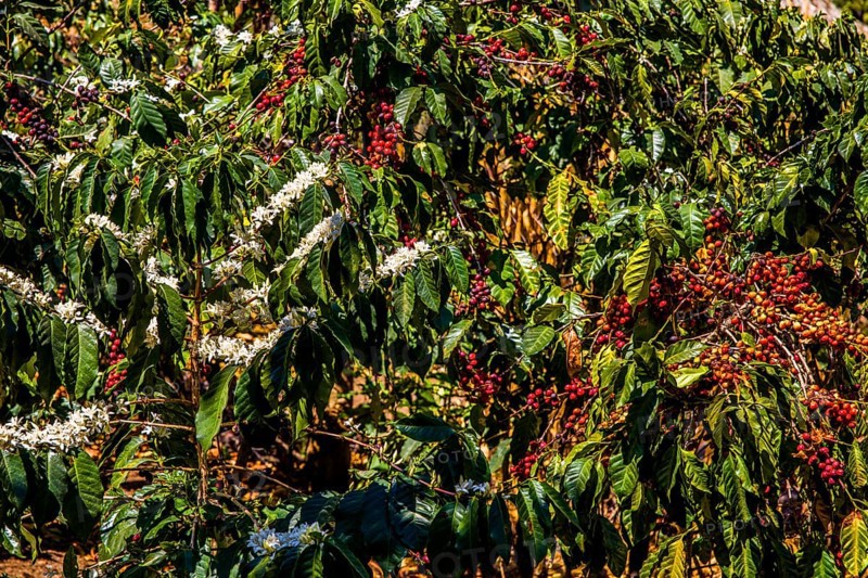 Coffee bushes with fruits and flowers
