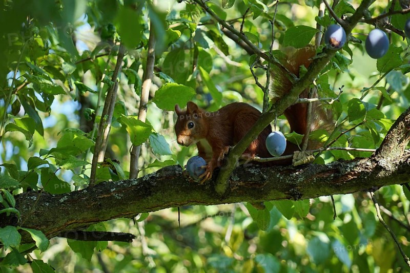 Squirrels in the peacock tree