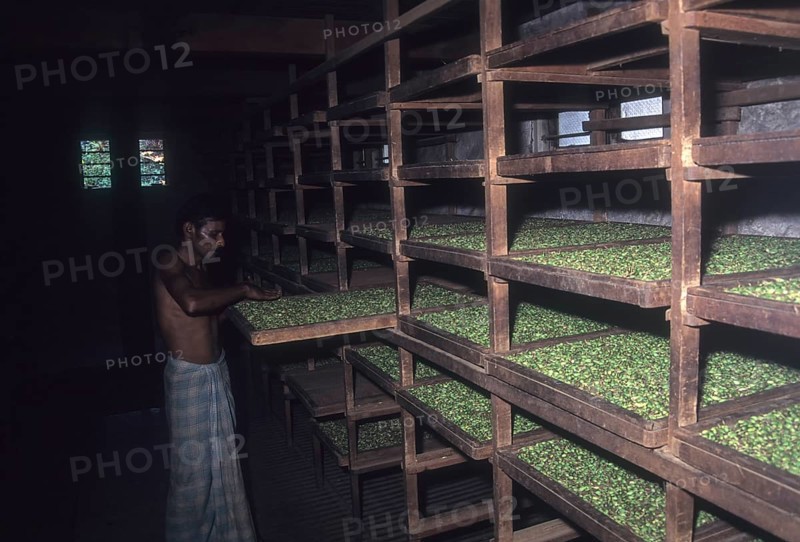 Curing of cardamom in Vandanmedu