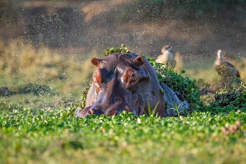 Hippo (Hippopotamus amphibius)