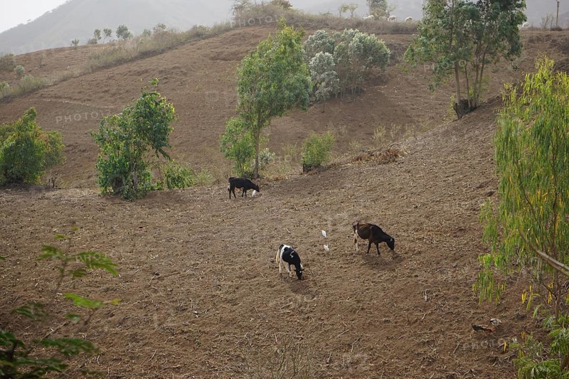 Cows and cattle egrets (Bubulcus ibis) on harvested field