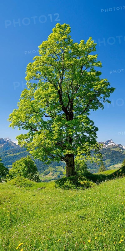 Freestanding sycamore in mountain spring