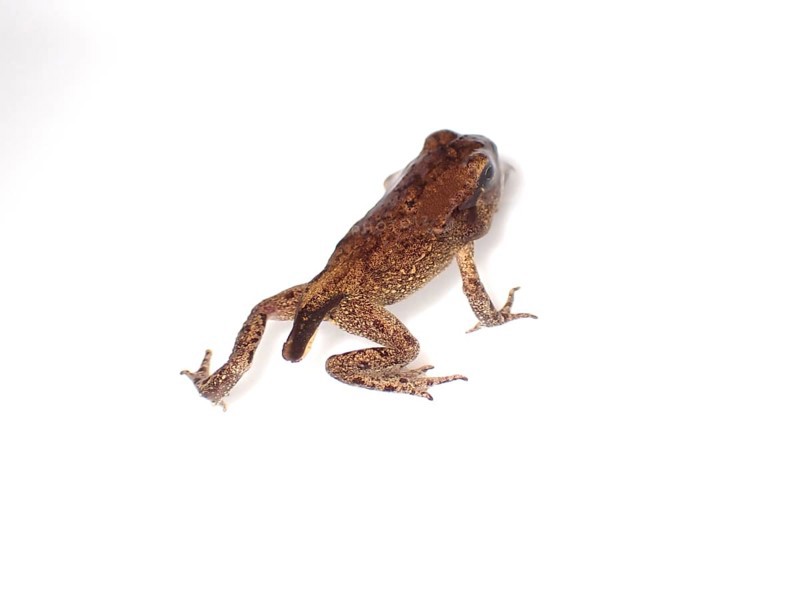 Small Common frog (Rana temporaria)