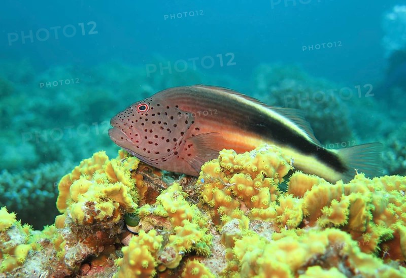 Black sided hawkfish (Paracirrhites forsteri)
