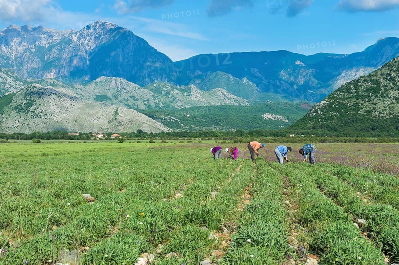 People working in the field