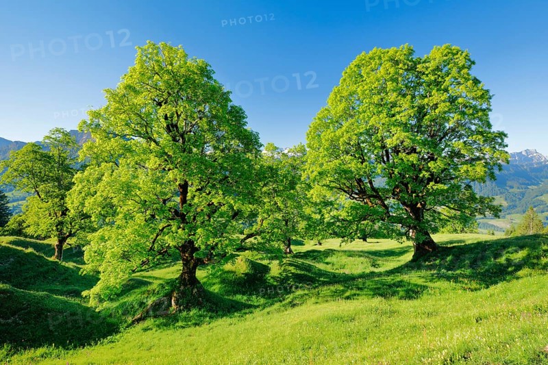 Sycamore maple grove in mountain spring near Ennetbuehl in Toggenburg