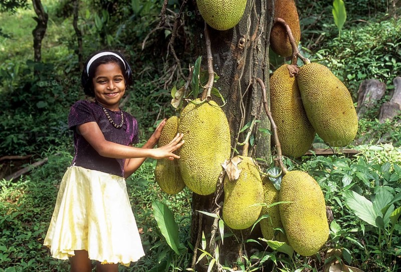 Jackfruit Tree (Artocarpus heterophyllus) at Mukkali near silent valley