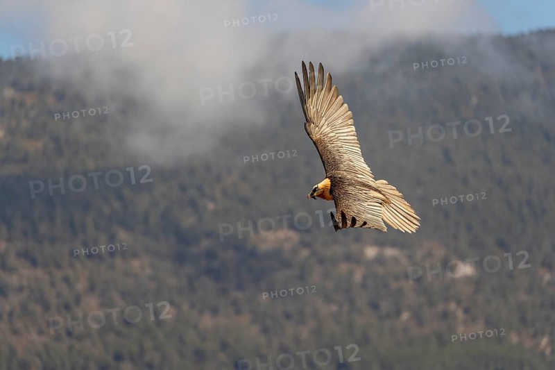 Bearded vulture (Gypaetus barbatus) adult in flight off Bergen