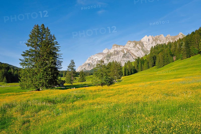 View of Lutertannen towards the Alpstein massif with Saentis in mountain spring