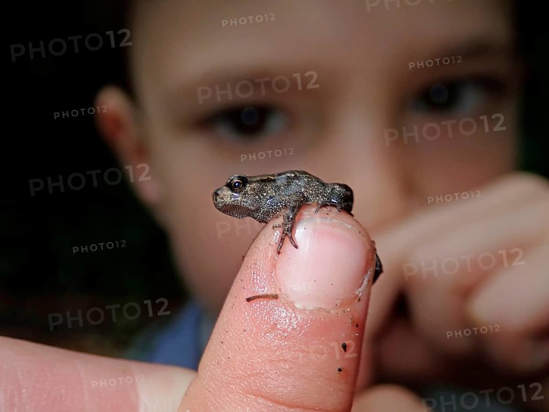 Small Common frog (Rana temporaria)