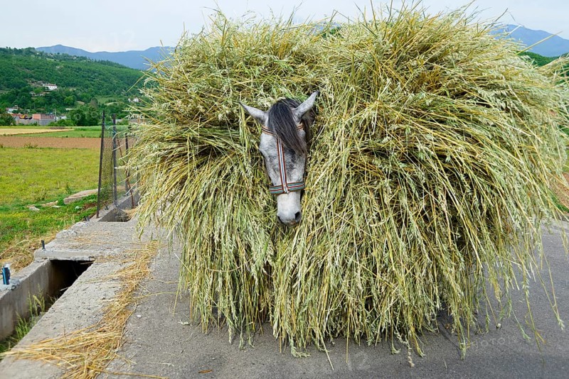 Horse loaded with grain stalks