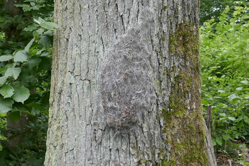Oak Processionary Moth (Thaumetopoea processionea) caterpillars