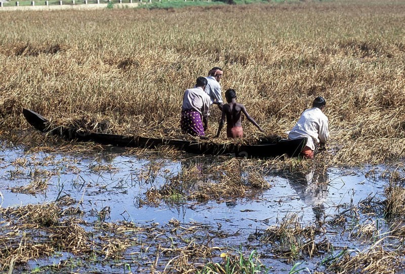 Harvesting paddy