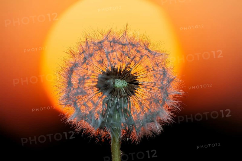 Dandelion at sunset