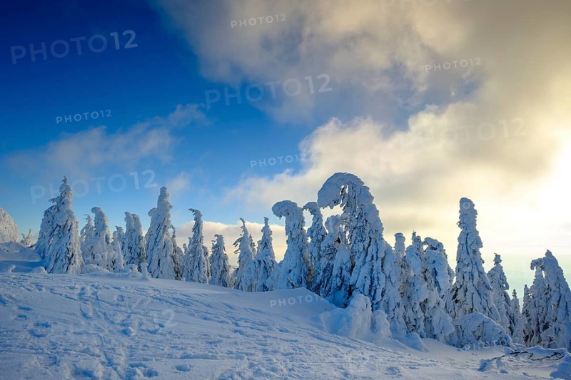 Snow-covered spruces