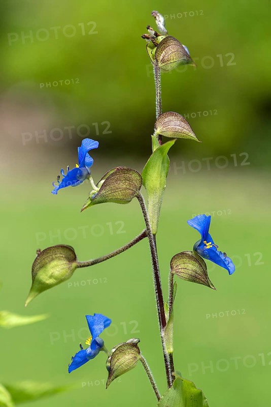 Sky-blue dayflower (Commelina coelestis)