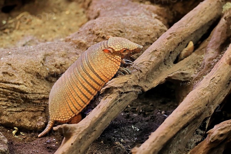 Big hairy armadillo (Chaetophractus villosus)