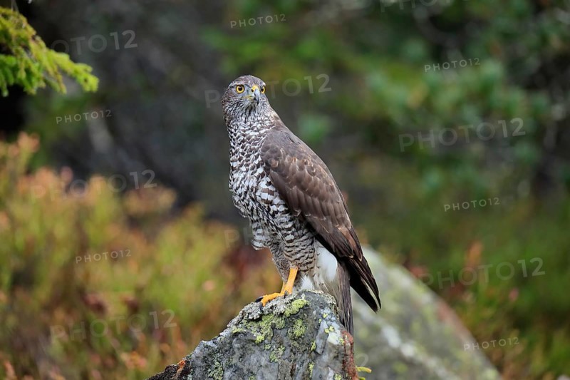 Northern goshawk (Accipiter gentilis)