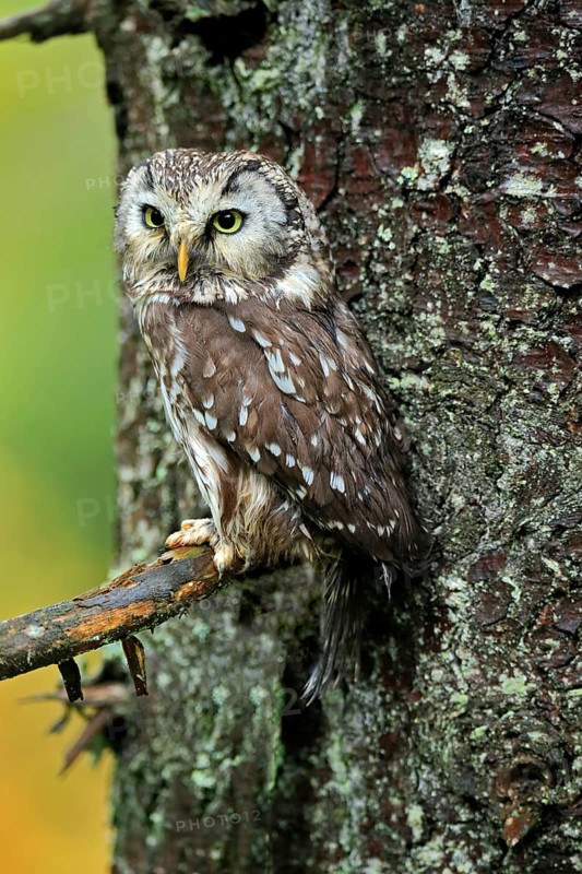 Tengmalm's owl (Aegolius funereus)