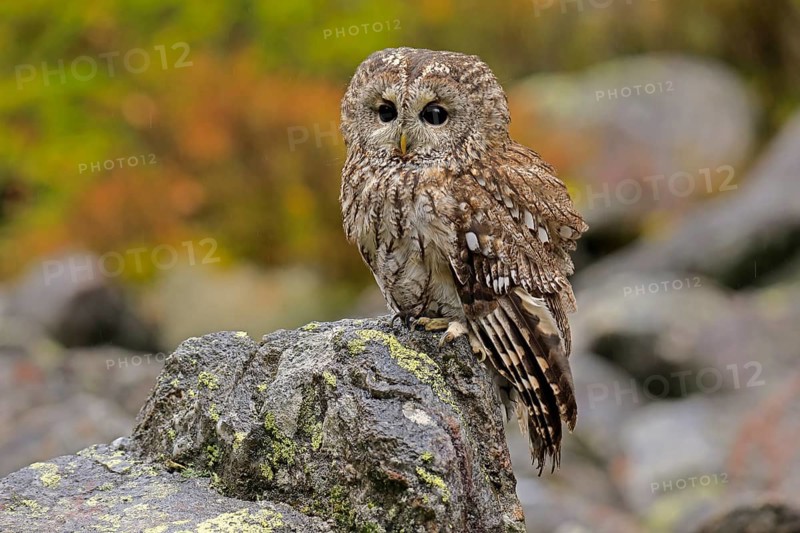 Tawny owl (Strix aluco)