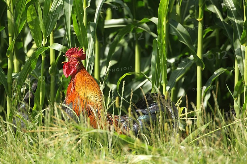 Domestic Chicken (Gallus gallus domesticus) organic
