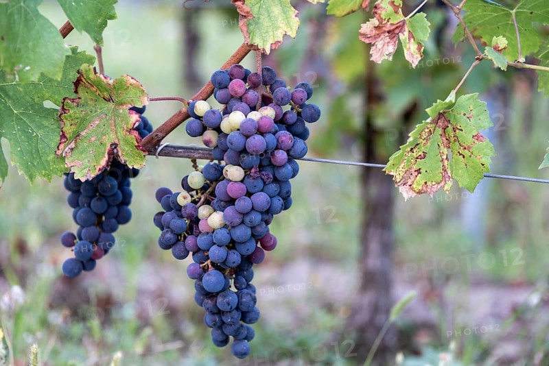 Blue grapes in the Saint Emilion wine region