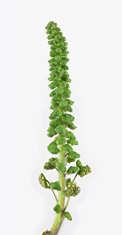 Common Ragweed (Common Ragweed)