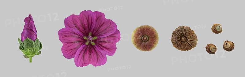 Moroccan wild mallow (Malva sylvestris subsp. subacaulis)