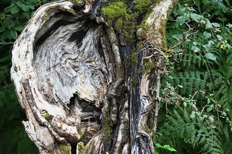 Face-like growth on an old trunk of a crab apple (Malus sylvestris) tree