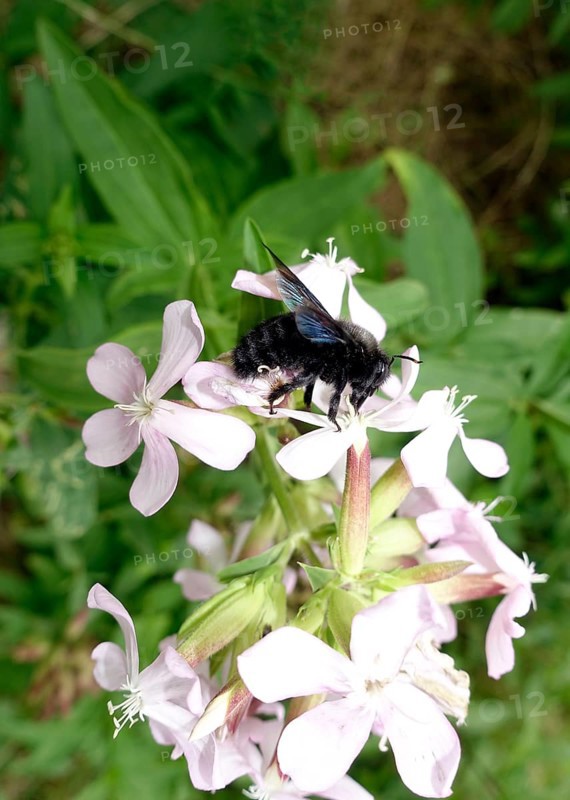 Violet carpenter bee (Xylocopa violacea) collecting nectar