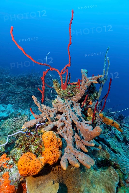 Coral reef with row pore sponge (Aplysina cauliformis) above