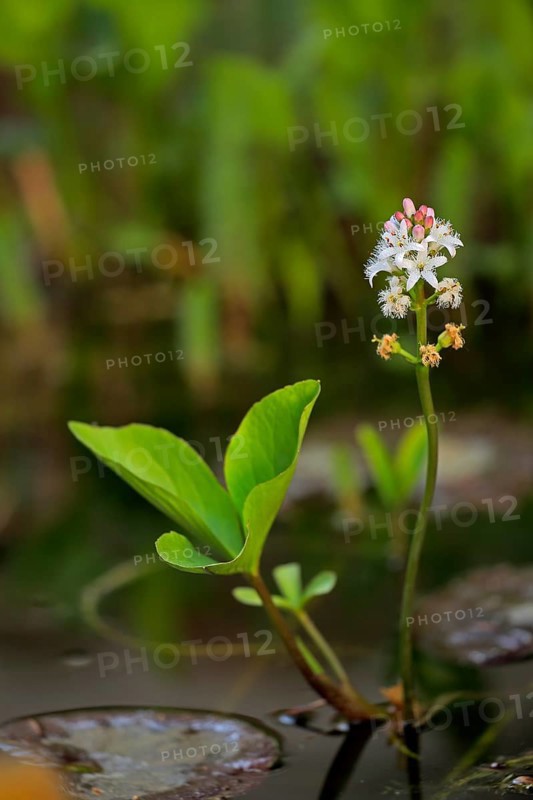 Bog bean (Menyanthes trifoliata)