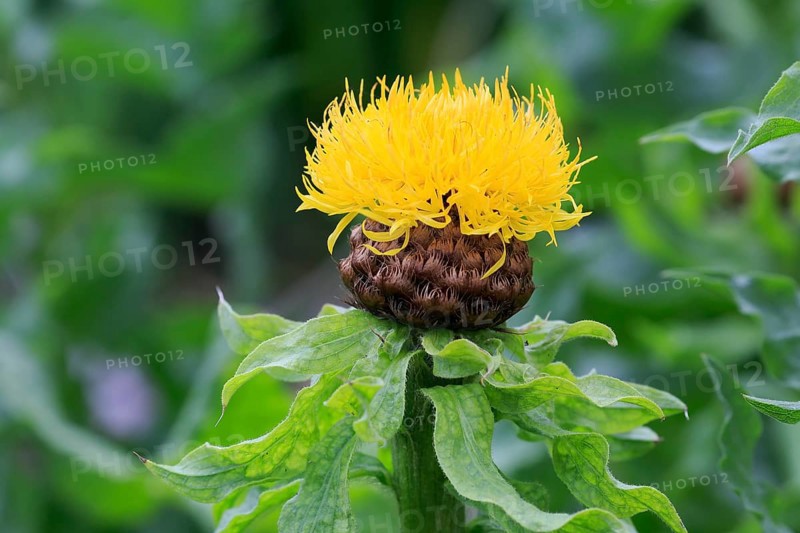 Globe knapweed (Centaurea macrocephala)