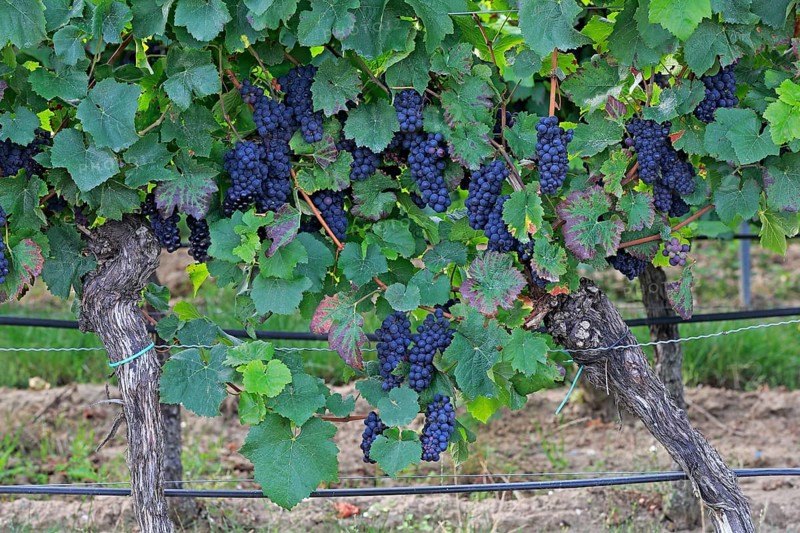 Grape vine (Vitis vinifera)