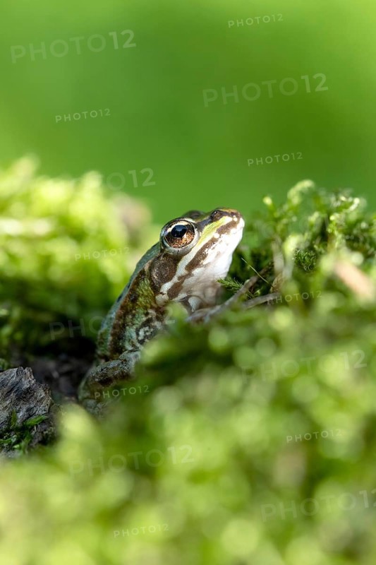Green frog (Rana esculenta)